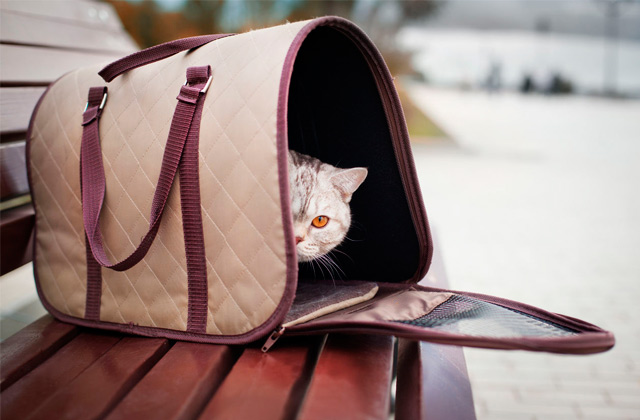 Лучшие переноски для котов и кошек: транспортировка животного без стресса  